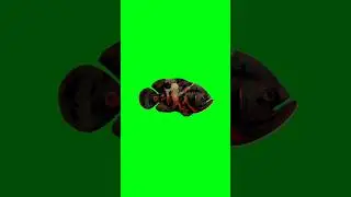Fish swimming green screen animation video #dailygreenscreen #shorts
