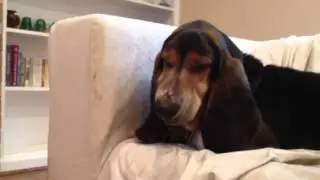 Ferdinand eats an apple core