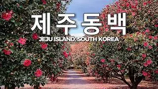 겨울 제주, 동백꽃이 가장 예쁜 순간｜동백 명소 산책
