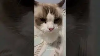 Boom cat😺😂