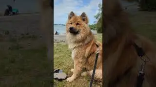 Time really flies 🕓 #dog #time #eurasier