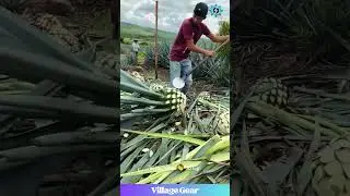 This Agave Trimming is Oddly SATISFYING & Kinda Dangerous! 🌵🔪 #oddlysatisfying  #agave #harvest