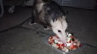 Opossum Eats Sour Cream, Strawberry, Cat Food and Zucchini