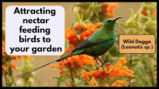 Attracting nectar-feeding birds to your garden - WILD DAGGA (Leonotis sp.)