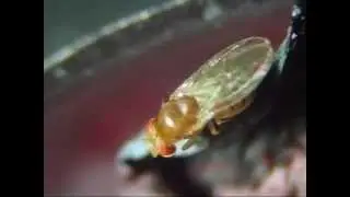 Fruit flies