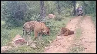 Rare Encounter: Two tigers seen together in Zone 10 of Ranthambore