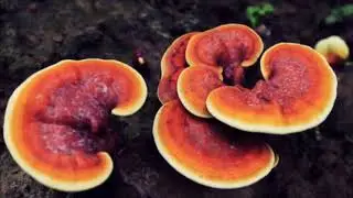 PROPIEDADES DEL REISHI  GANODERMA LUCIDUM   BENEFICIOS