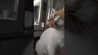 cat chattering at bird!