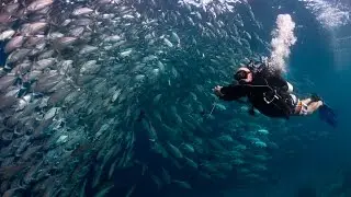 Ex-Cop Bags World's Best Dive Job at 50! | Borneo from Below (S01E24)