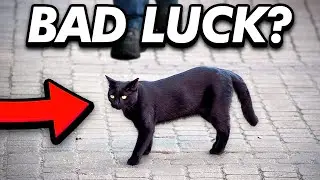10 Animals That Bring BAD LUCK....  RUN When You See These!!
