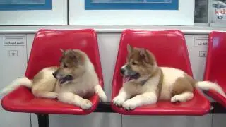 Thai bangkaew dog Chumsangsongkram go to Norway บางแก้ว