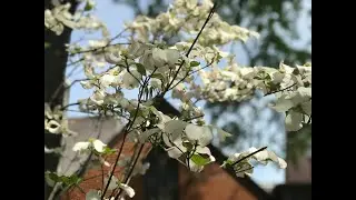 St. John's Episcopal Church, Roanoke, Va. March 27, 2022 10 a.m. Holy Eucharist, Rite II