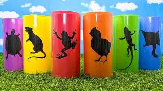 Pets: Chick, Sugar Glider, Pacman Frog, Red Iguana, Mouse, Rat, Turtle