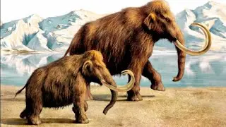 Russian Scientists Dig Out Well-Preserved Woolly Mammoth in Northern Siberia   i