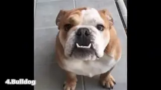 【Top5】Dog with many drool