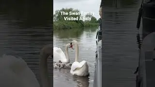 The Swan Family Visited Again. #nature #boatlife #boat #boating #boats #narrowboats #swans #canals