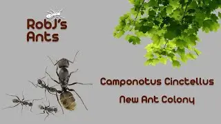 Shiny Sugar Ant | New Colony Introduction