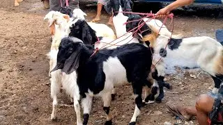 There are many options for cattle and goats in the rural market