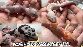 ニシアフハイエンド生体をお迎え