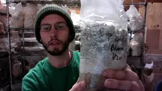 Do Mushrooms Have Roots? A Lesson on How Mushrooms Grow