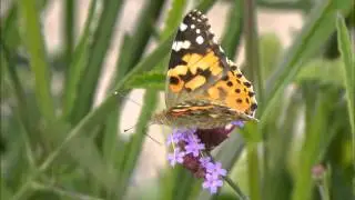 Butterfly - Mia Makaroff (Piano Cover)