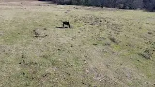 Cows on a sunny day