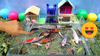 Catch ornamental fish, koi fish, glowfish, goldfish, guppy fish, molly fish