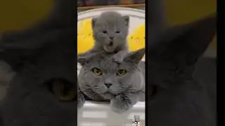 boyongan song #funny #goodbye #shortvideo #shorts #cat