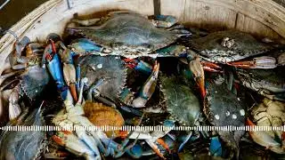 Blue crab crisis in Italy!🦀