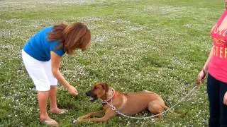 Cherry - Rhodesian Ridgeback tricks and wild Alligator