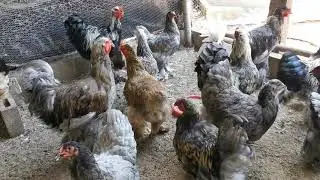 Gallinas raza Brahman
