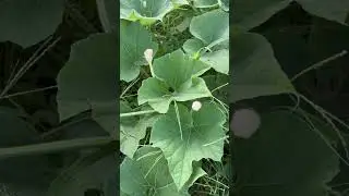 Beautiful white flower blooming by the roadside  #white #walking #vlog #flowers #road