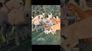Llama Drama🦙💅🏼