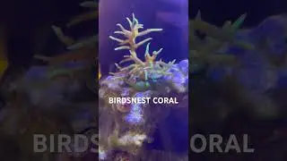 My Birdsnest Coral