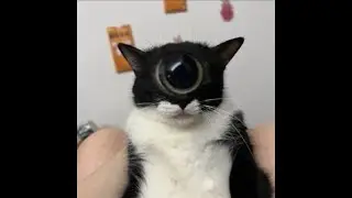 8½ hours of music for non-humans