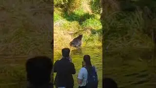 🐻 Black Bear at Ketchikan Creek | Summer in Alaska