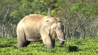 Big Tusker Elephant Spotted in Dholaguri Tea Estate | Wild Elephant Roams Assam Tea Garden.