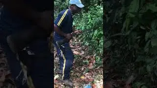 African hunters #viral #viralvideo #yearofyou #foodhunting #hunt #hunting #deer #antelope