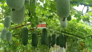 Vegetable Seeds Waxy Gourd Winter Melon Seeds Supplier From Peppera Seed China #chillipepperseeds