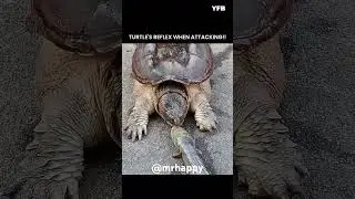 Turtle reflex vs Cat reflex.                    #short#facebook#reels# viral