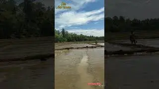 Sowing paddy fields #paddyfields