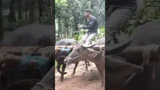 Buffalo Cart Struggles in Muddy Road.#baffalo#ruralvideo#animallife#bangladesh