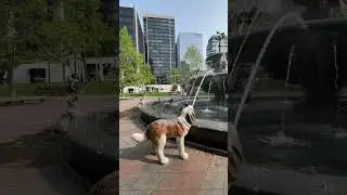 The dog fountain in Toronto answers the question, &ldquo;Who let the dogs out?&rdquo;