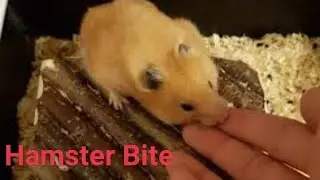 Kailangan Gawin Pag Nakagat Ng Hamster