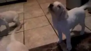 Meant2Be Puppies video 10/2/10