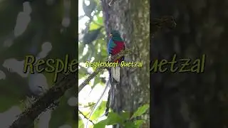 Resplendent Quetzal #panama #cloudforest #quetzal #wildlife #nikoncreators