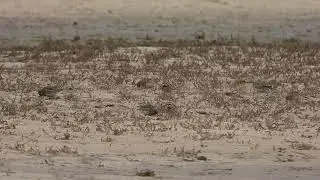 Shore Lark - Holkham Beach, Norfolk 14/1/2025