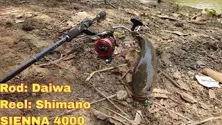 Free Time Fishing With MY Dogs🥰 @pudongkley-since98 #abugarcia #daiwa #shimano #fishing