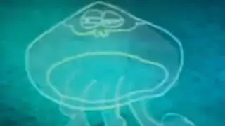 I&rsquo;m a sea wasp