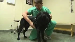 Toxic animal treats behind pet deaths?